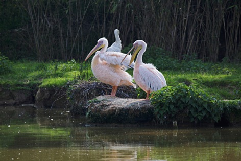 Pellicani di fiume